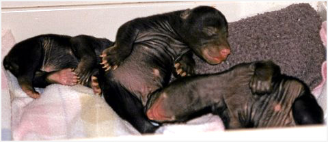 bear cubs