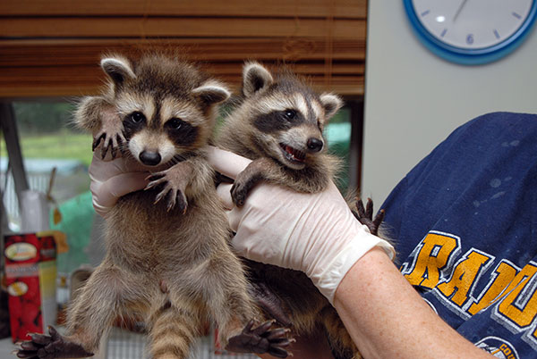 a pair of raccoons