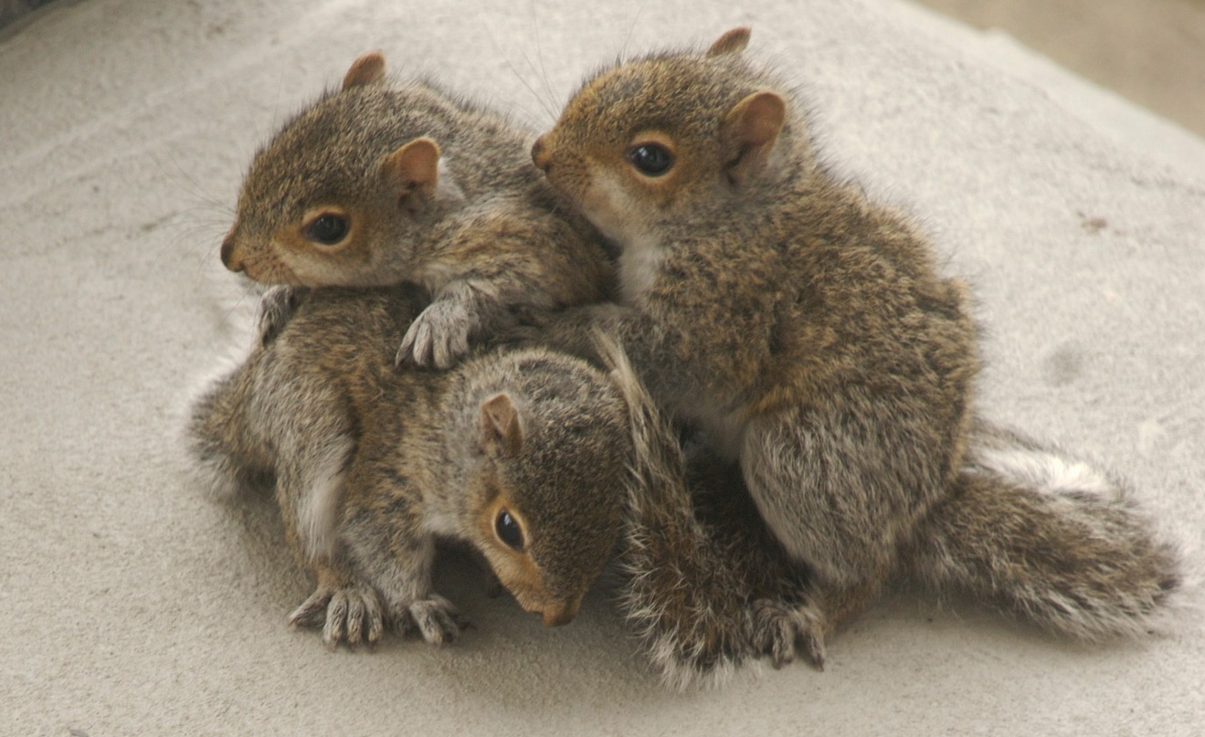 3 young squirrels