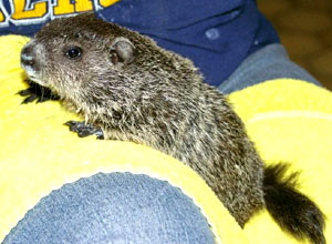 Cleopatra, A Rescued Groundhog
