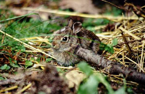 Flower, A Rescued Rabbit