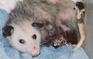Mother Opossum #2 with Joeys