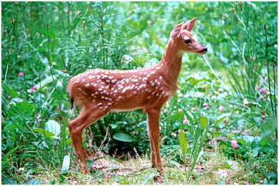 Penny - Rescued fawn