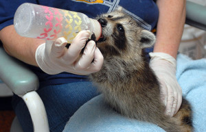 raccoon drinking a bottle