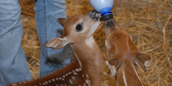 volunteering for animal care