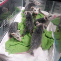 Orphaned Opossum Joeys