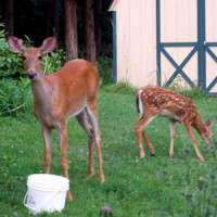 Last Year's Fawn Shows Her Appreciation