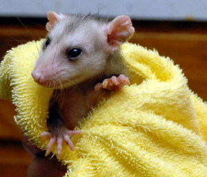A opossum patient is fed via tube at the Center.