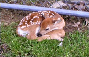 solitary fawn