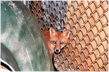 Isis - A Rescued Fox