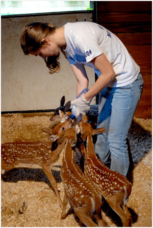 Lindsay Modugno, an intern at the Center, feeds the fawn their bottles.