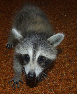 Rescued Raccoon: Tucker the Raccoon