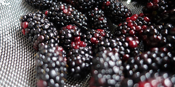berries - volunteer to grow food