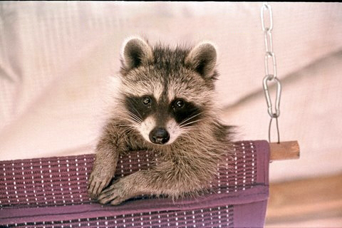 Raccoon in hammock