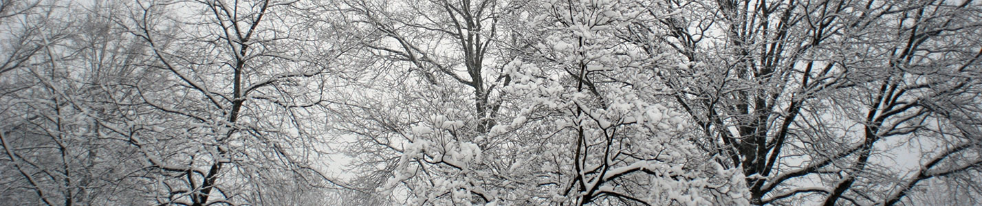 Winter Trees